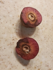 Amphibolips quercusjuglans