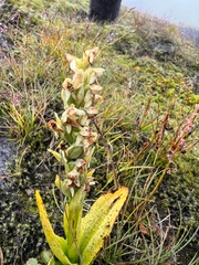Platanthera hyperborea