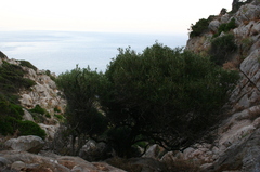 Olea europaea europaea