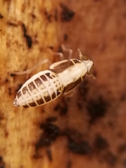Muellerianella