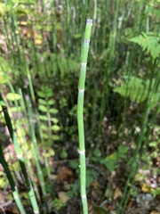 Equisetum hyemale