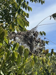 Hyphantria cunea