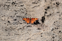 Polygonia