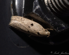 Scythropiodes issikii