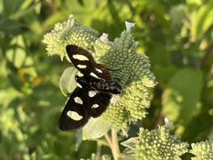 Alypia octomaculata