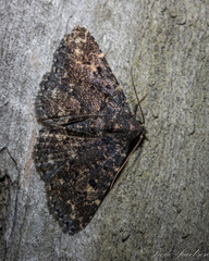 Metalectra diabolica