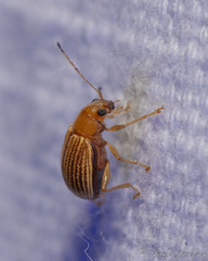 Colaspis brunnea