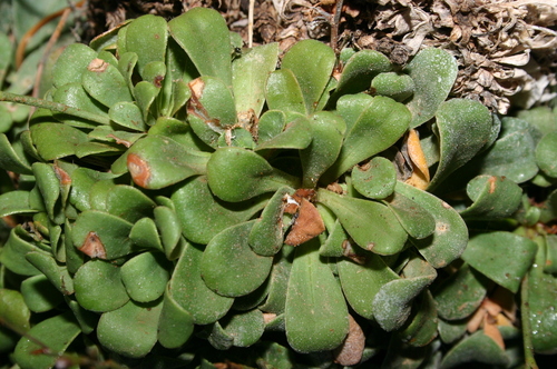 Limonium zembrae image