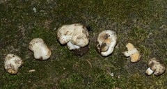 Sphagnophilinae