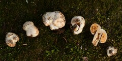 Sphagnophilinae