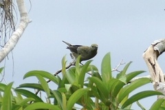 Thraupis palmarum