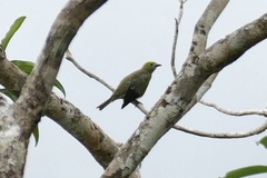 Thraupis palmarum
