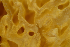 Sphagnophilinae