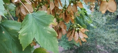Acer pseudoplatanus