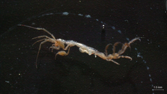 Caprella