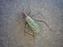 Oecanthus pini