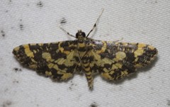 Eurrhyparodes tricoloralis