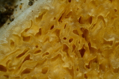 Sphagnophilinae
