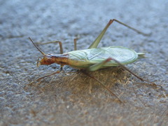 Oecanthus pini