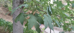 Acer pseudoplatanus
