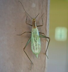 Oecanthus pini