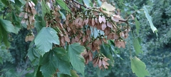 Acer pseudoplatanus