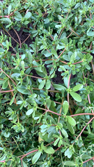 Portulaca oleracea