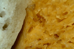 Sphagnophilinae
