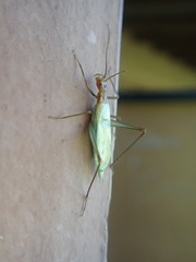 Oecanthus pini