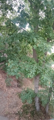 Acer pseudoplatanus