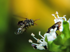 Nannotrigona perilampoides