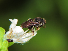 Nannotrigona perilampoides