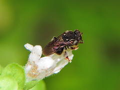 Nannotrigona perilampoides
