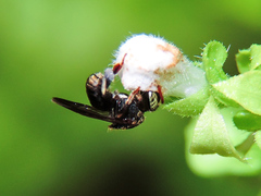 Nannotrigona perilampoides