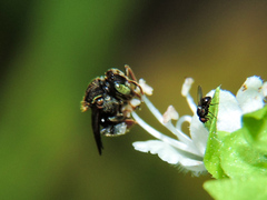 Nannotrigona perilampoides