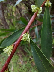 Hakea salicifolia