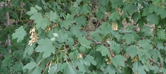 Acer pseudoplatanus