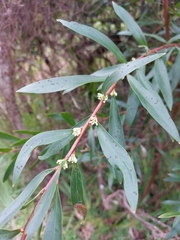 Hakea salicifolia