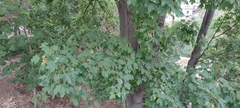Acer pseudoplatanus