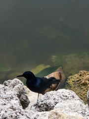 Quiscalus major westoni