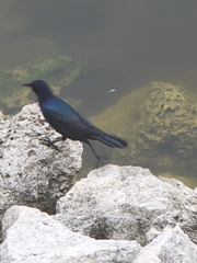 Quiscalus major westoni