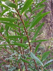 Hakea salicifolia