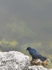 Quiscalus major westoni