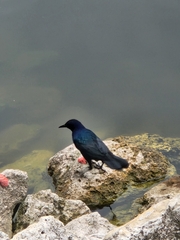 Quiscalus major westoni