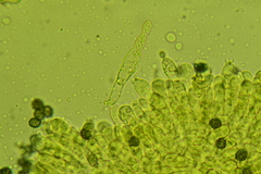 Sphagnophilinae
