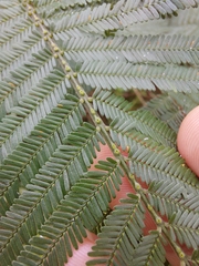Acacia mearnsii