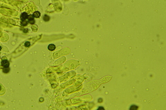 Sphagnophilinae