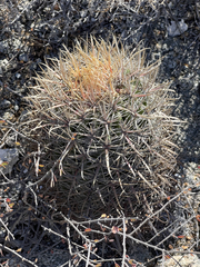 Ferocactus