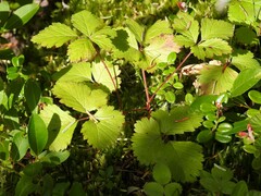Rubus arcticus