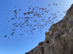 Cyanoliseus patagonus